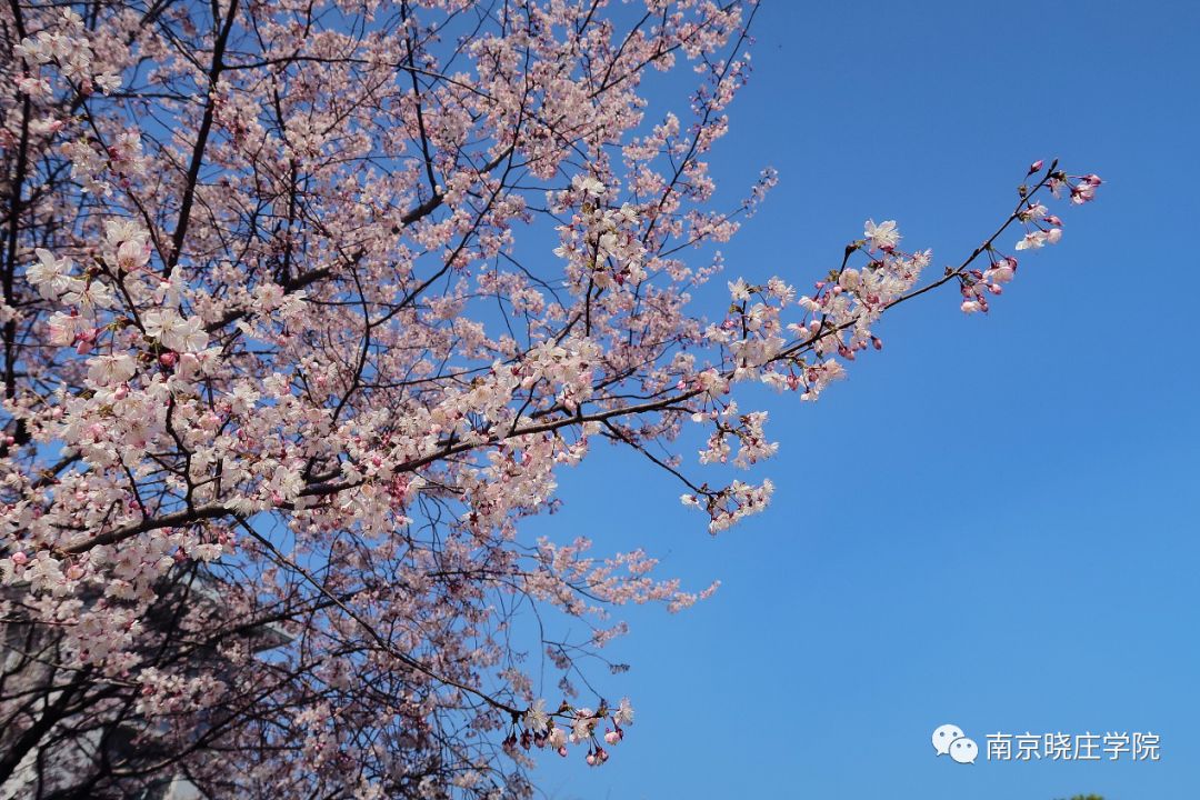 晓庄的朋友圈被它霸屏了