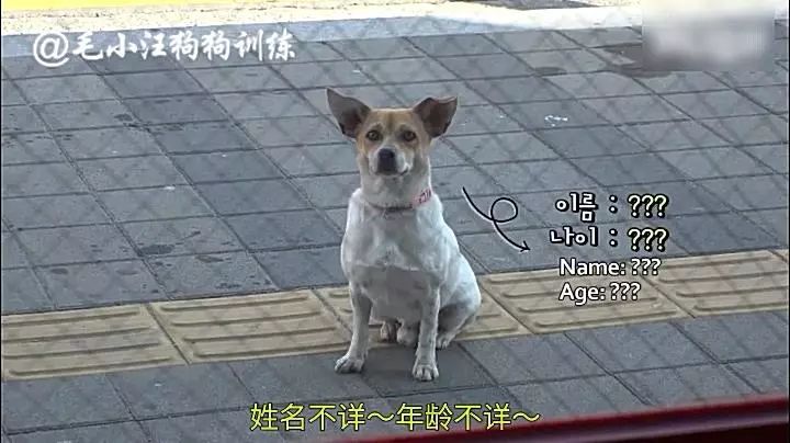 韓國一狗子為了看自己的心上狗，兩個月每天蹲門口等候，女主人按捺不住竟然... 未分類 第6張
