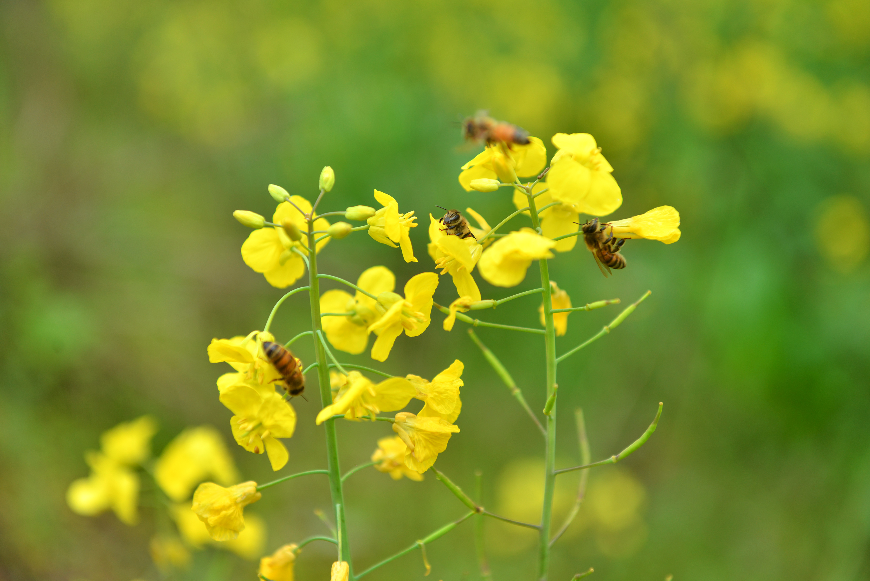 3月18日,在湖南省衡阳市衡东县高湖镇油菜花田地里,蜜蜂在采蜜.