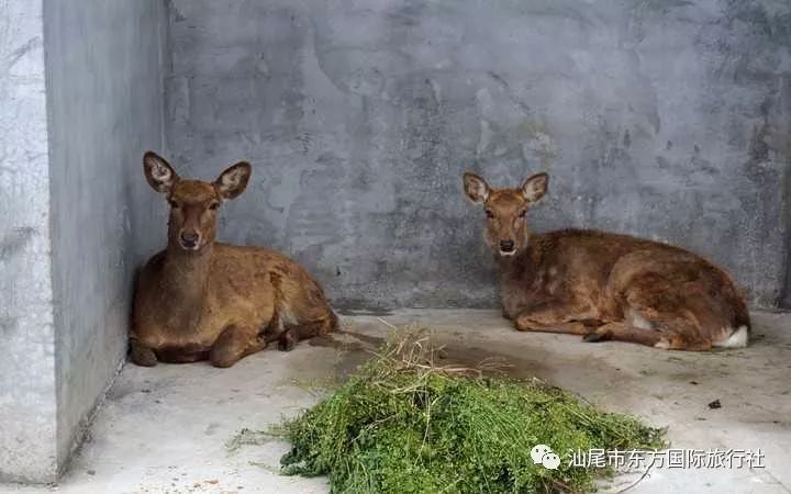 惠东永记生态园动物园,天后宫,巽寮湾一天游