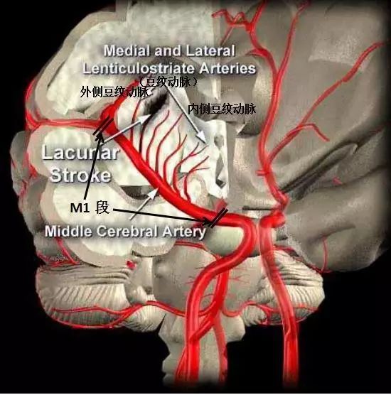 大脑中动脉分段与分支