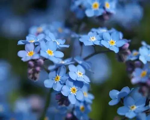 世界花排名_世界排名前100的大学