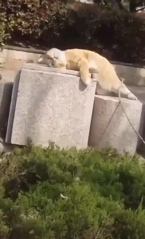 原創
            胖橘貓躺在公園石頭上曬太陽，舒服的睜不開眼，網友：看著好羨慕 未分類 第3張