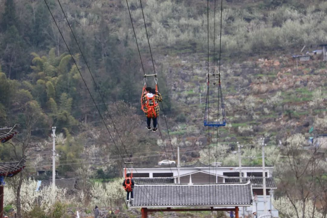 沿河沙子南庄以李为媒发展乡村旅游村民腰包鼓起来