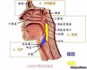 胸腔共鸣的训练方法