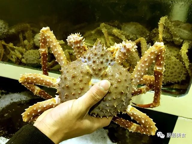 预算案中正式将棕色帝王蟹(brown king crab)改名为金色帝王蟹(golden