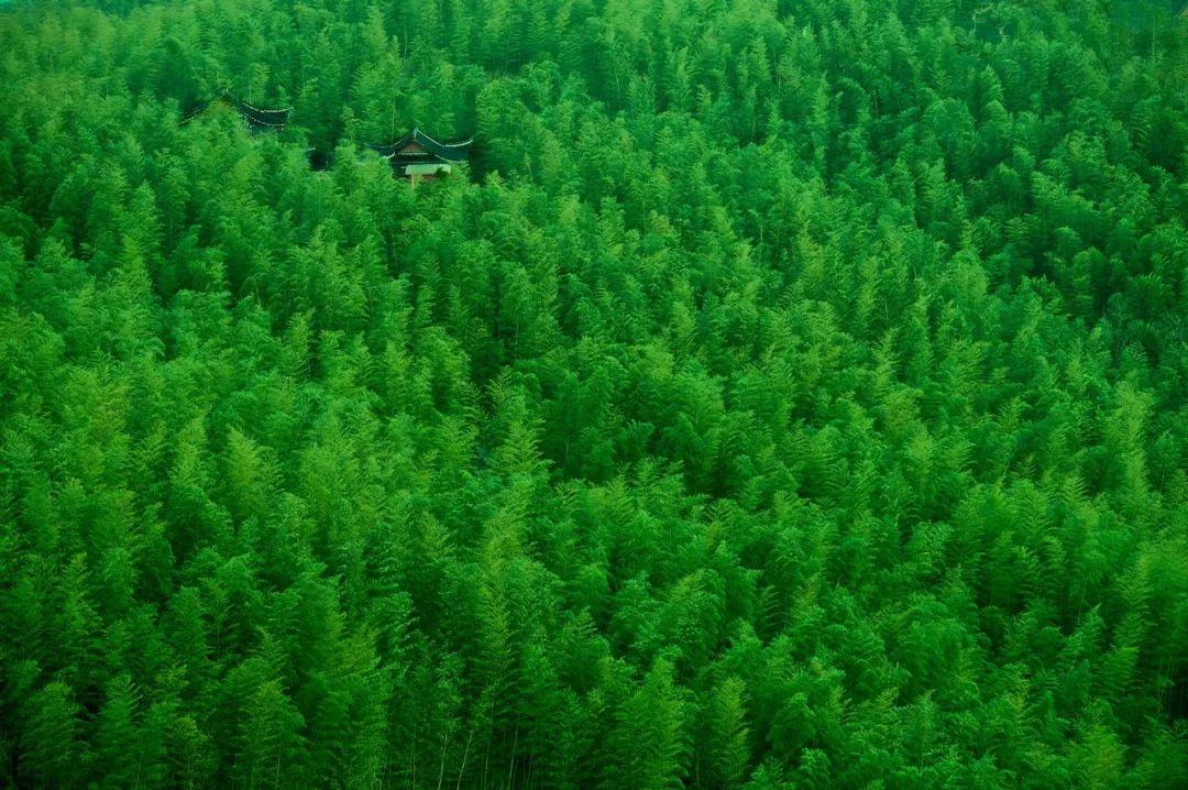 春天就去西九华山,龙津溪地踏青吧 花海,竹林,清泉