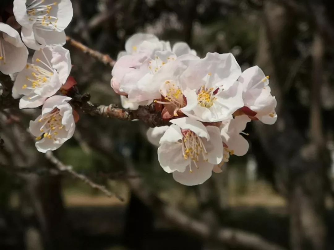 三月春来,再一次与美丽邂逅_郭镇硕