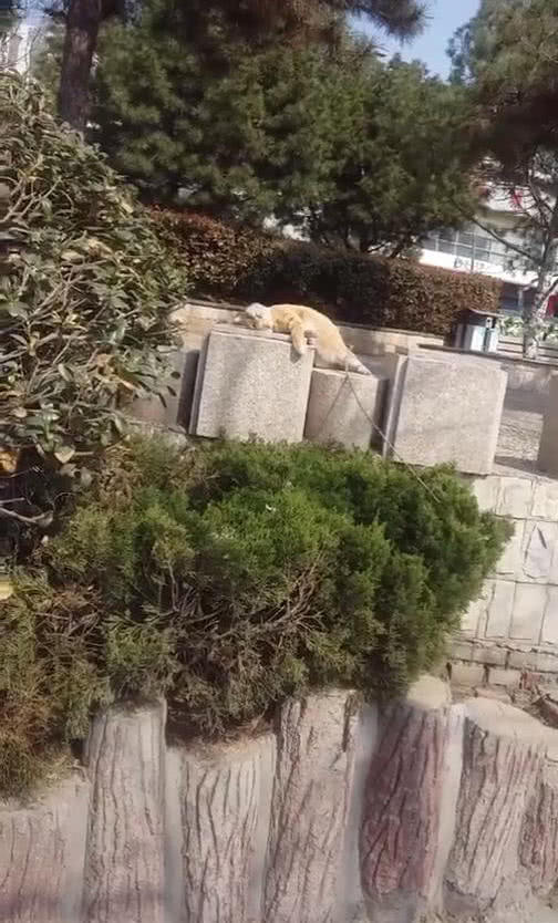原創
            胖橘貓躺在公園石頭上曬太陽，舒服的睜不開眼，網友：看著好羨慕 未分類 第2張