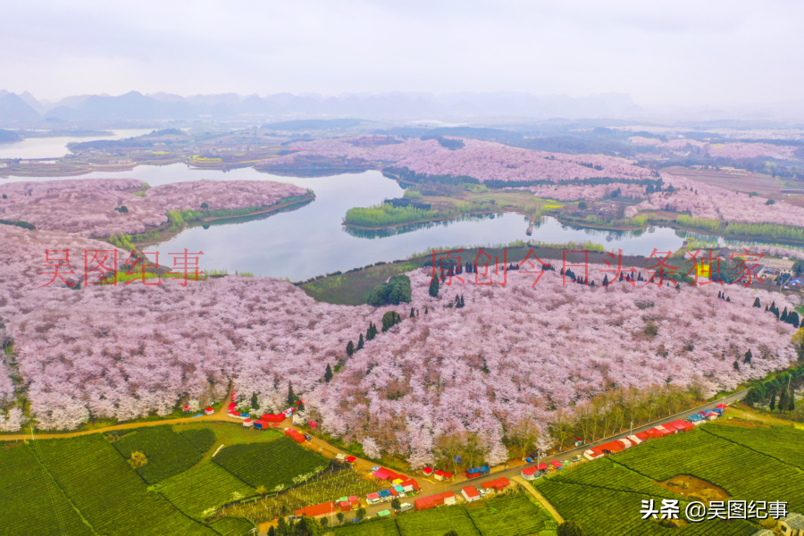 3月18日在贵州贵安新区平坝农场拍摄的樱花,万亩樱花盛开怒放.