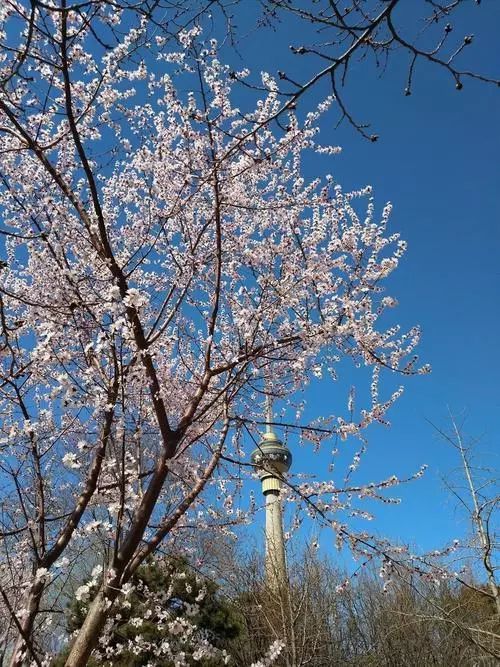 玉渊潭樱花节明天开始花团锦簇桃红柳绿的美景抢先看