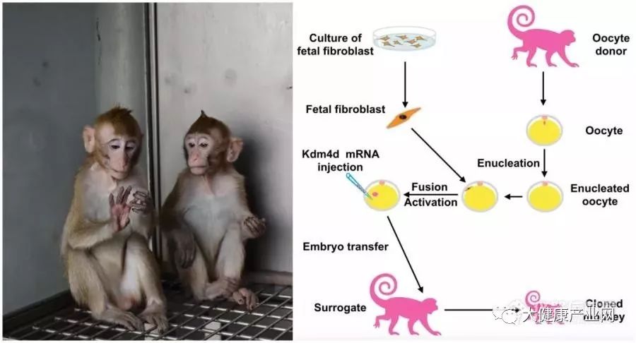 基于体细胞核移植技术成功克隆出猕猴