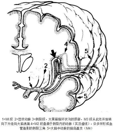 角回动脉:供血角回和顶上小叶后部下缘.