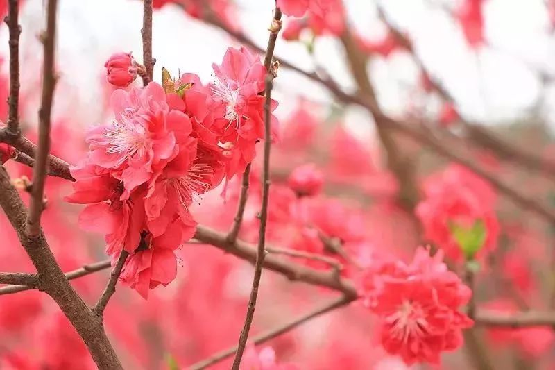 太美了!桃花,李花,玉兰花……"花朝节"赏花攻略来咯