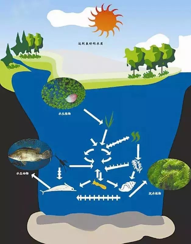 优化河道生物群落结构,构建生物多样性,恢复河道自然良性生态系统的