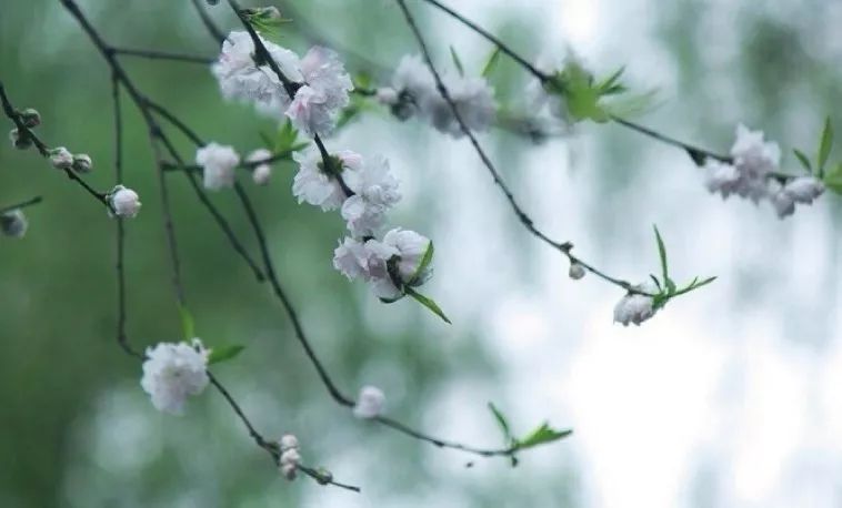 宋时开封一带的花朝节曾流行"扑蝶会", 这是当时民间颇有趣味的