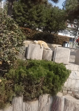 原創
            胖橘貓躺在公園石頭上曬太陽，舒服的睜不開眼，網友：看著好羨慕 未分類 第1張