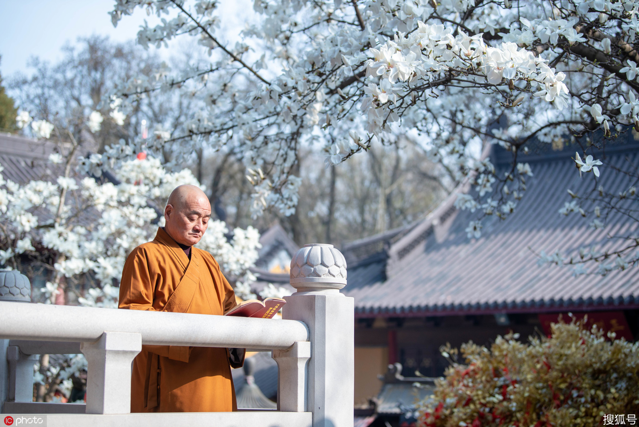 南京灵谷寺玉兰花开,吸引无数摄影爱好者