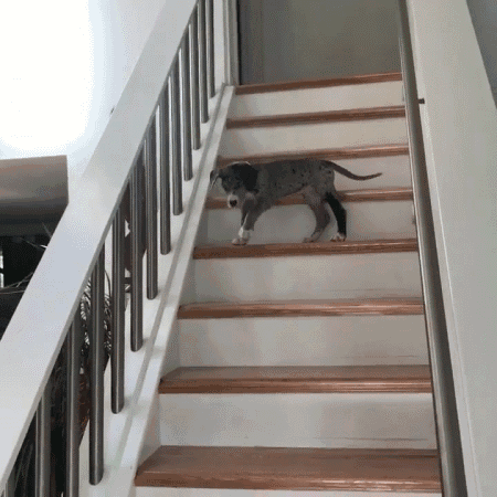 狗狗第一次下樓梯 哀嚎聲吵到主人 下個樓梯都這麼多戲？ 未分類 第4張