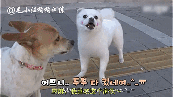 韓國一狗子為了看自己的心上狗，兩個月每天蹲門口等候，女主人按捺不住竟然... 未分類 第5張