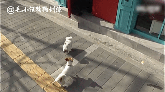 韓國一狗子為了看自己的心上狗，兩個月每天蹲門口等候，女主人按捺不住竟然... 未分類 第9張