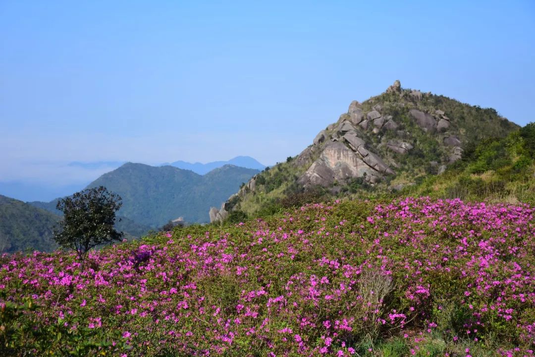 3月23,24日 148元起|踏春·寻茶·赏花 凤凰山天池杜鹃花 玉瑶山庄