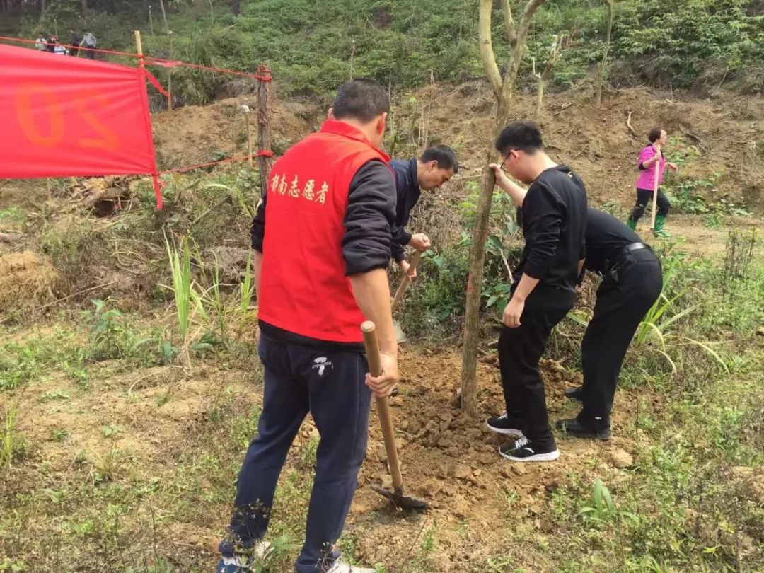 团县委:组织志愿者开展义务植树活动