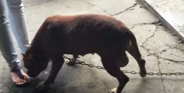 狗狗被綁在牆邊長達8年，當搜救人員靠近時它的反應超令人心酸！ 未分類 第2張
