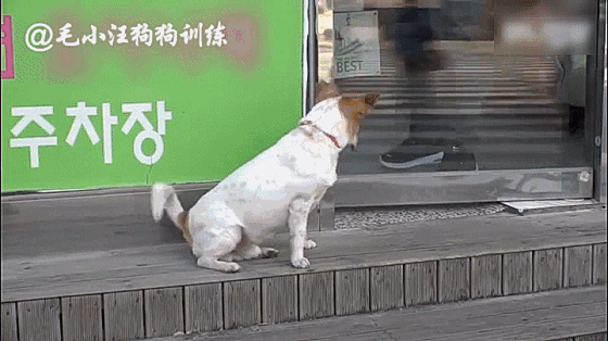 韓國一狗子為了看自己的心上狗，兩個月每天蹲門口等候，女主人按捺不住竟然... 未分類 第7張