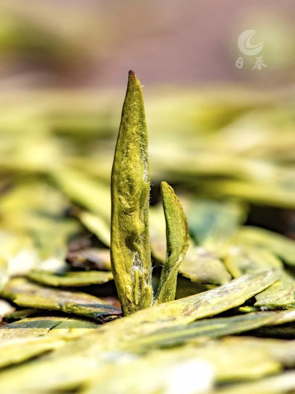 是上好的绿茶,采摘的都是鲜嫩的绿芽,制作成茶后茶汤中的白毫相对较多