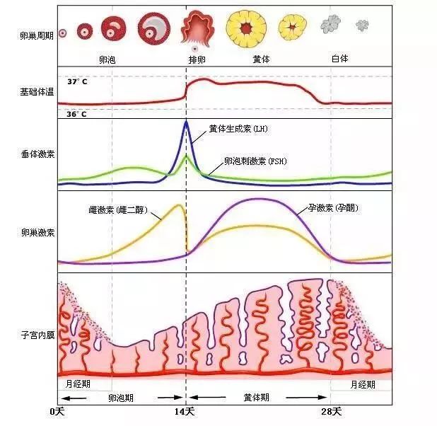 闭口人口_闭口粉刺图片