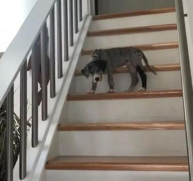 狗狗第一次下樓梯 哀嚎聲吵到主人 下個樓梯都這麼多戲？ 未分類 第1張