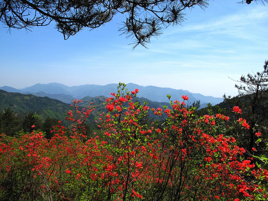 10-5.12徜徉磐安杜鹃花海,观三叠瀑布,试胆玻璃栈道