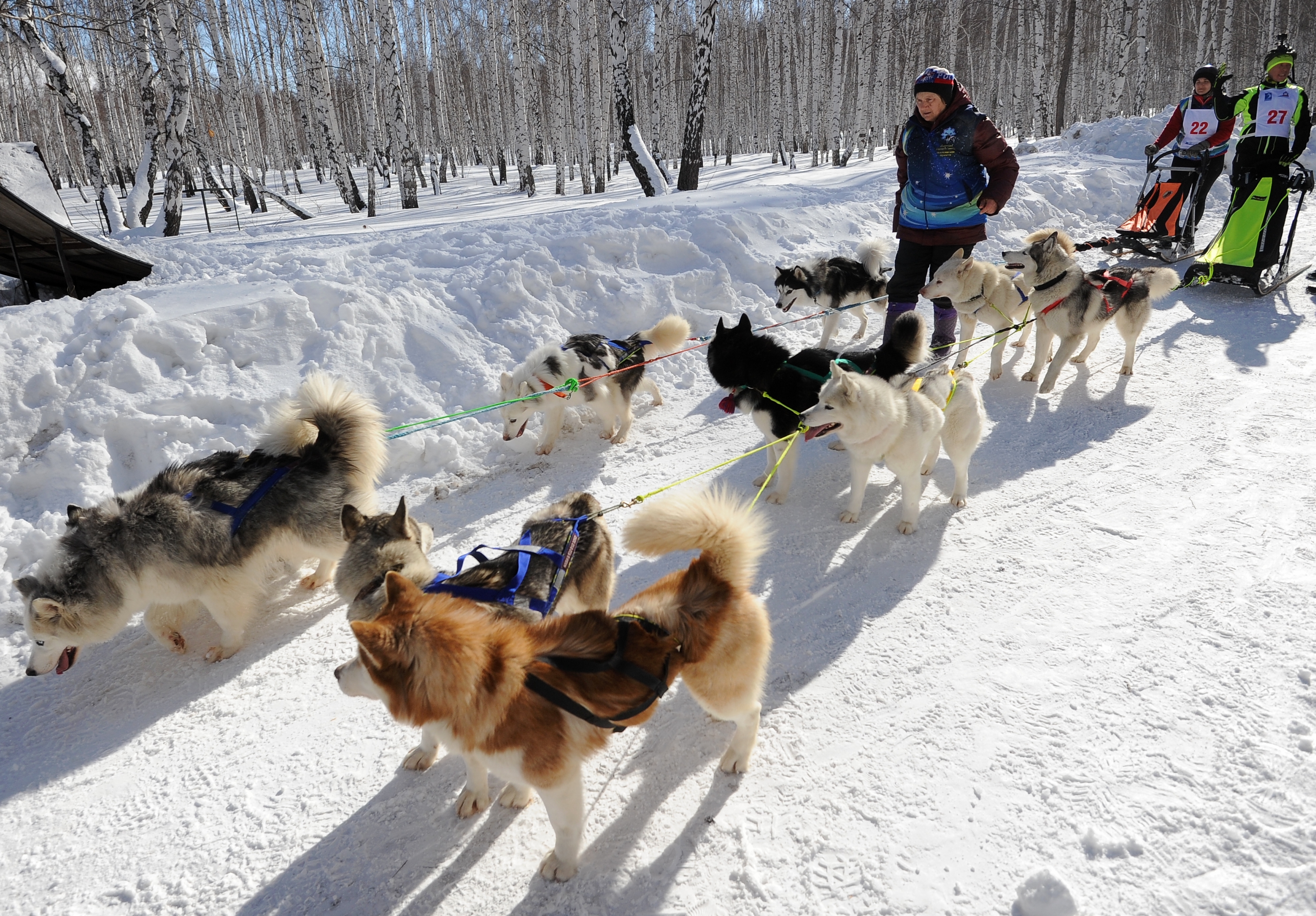 俄罗斯马格尼托哥尔斯克举行狗拉雪橇比赛