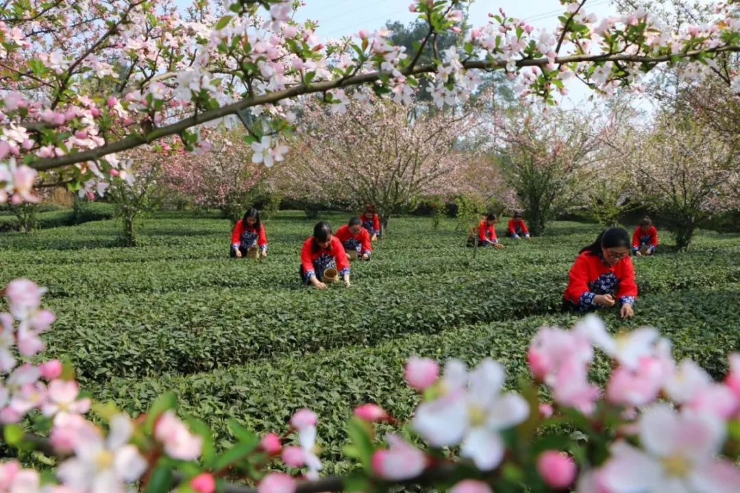 2019成都采茶节开幕,蒲江邀您体验花漾成佳!