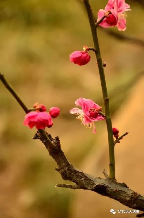 期待你的来稿| 优秀摄影作品——《梅花迎春意更浓》