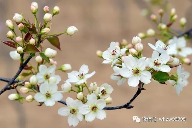 春季描写梨花的古诗句