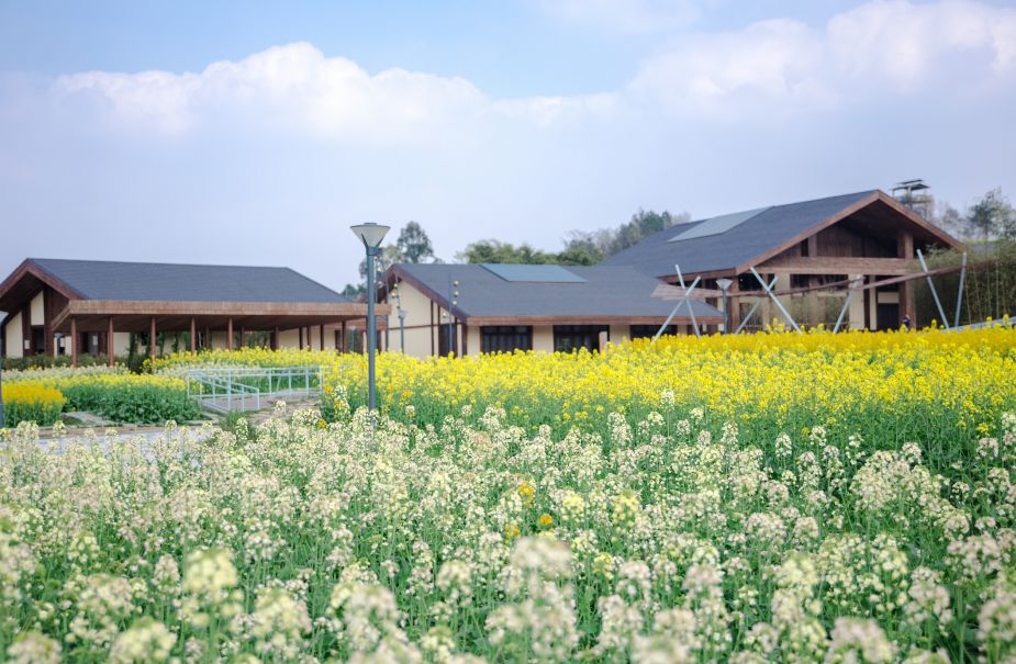 成都多了个欢乐田园,油菜花田,梯田绝美来袭.