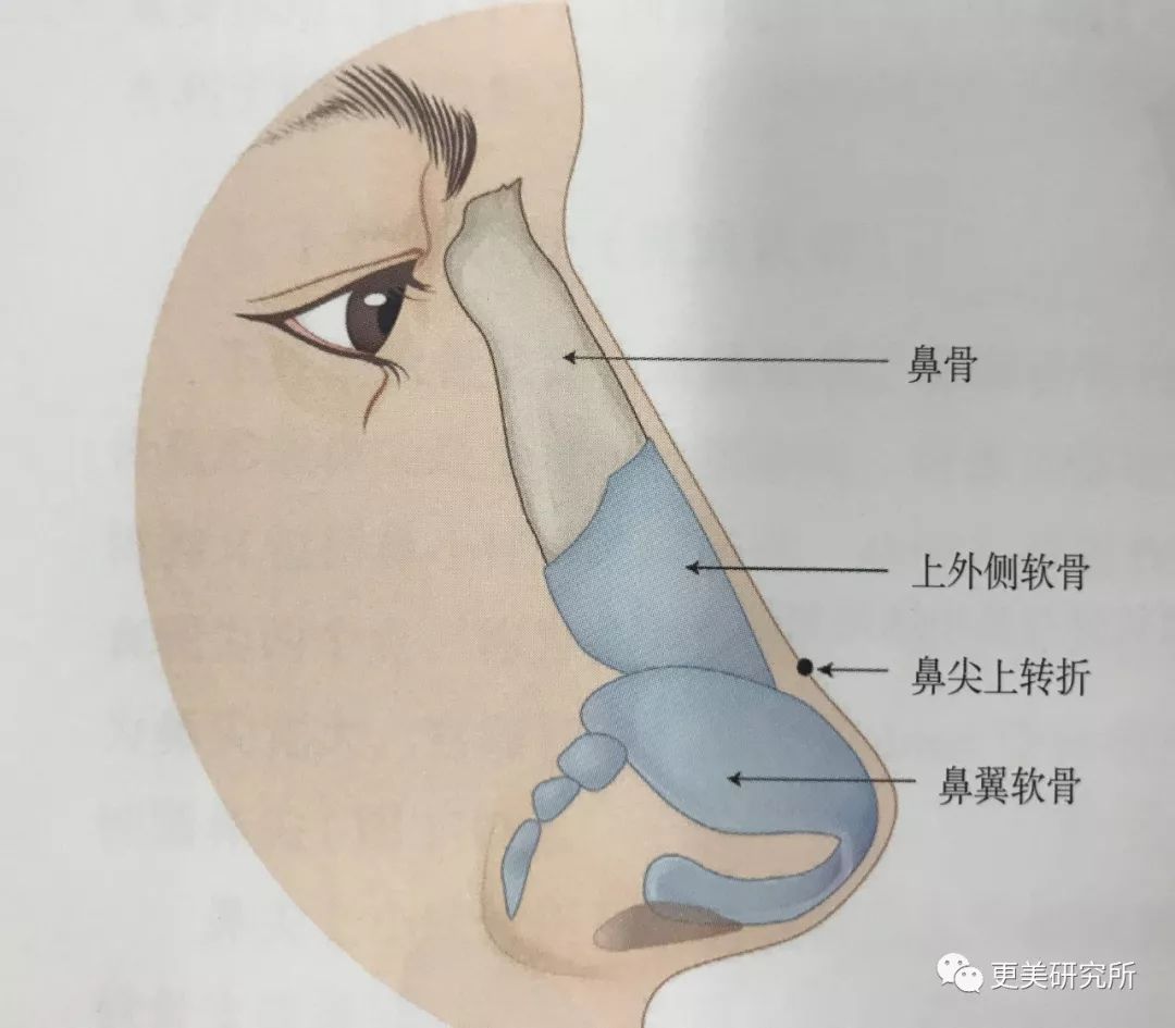 鼻骨鼻软骨发育不足就会导致鼻梁低矮,鼻额角偏大,看起来脸平.