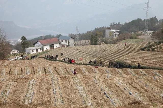 巴东县金果坪乡80名村干部田间地头学茶技