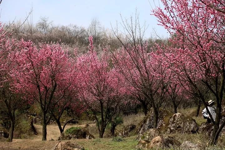 春在雾山,赴一场梅李盛会!