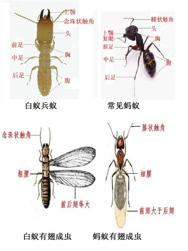 成都白蚁分飞期3月22日开始 防治攻略看这里