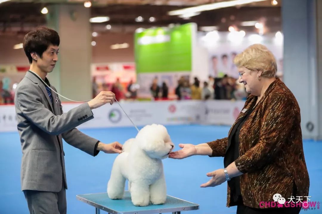 酷派特犬舍杨磊 电话:13674596070 2019年共同拥有人:听闻犬舍杨梦超