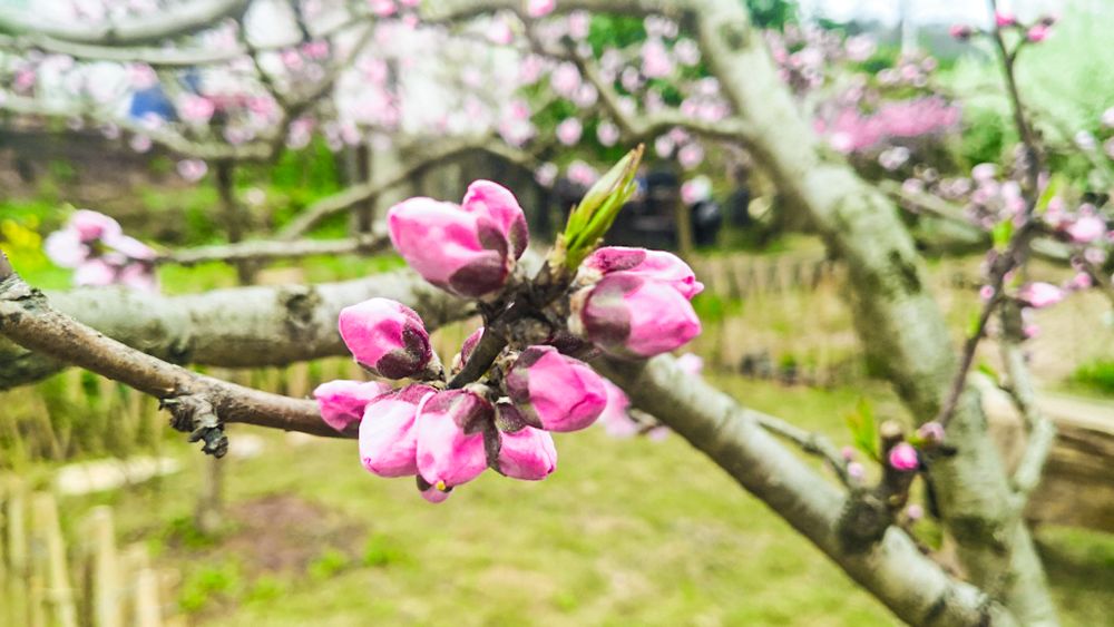 明天24℃!确定不来龙泉山看桃花吗?