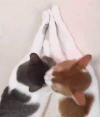 網友家的兩只貓光天化日秀恩愛，還要十指緊扣，過分了！ 未分類 第2張