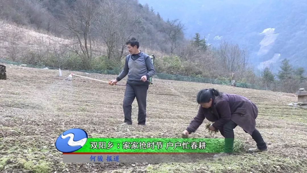 在双阳乡双阳村天池坝中药材种植基地,田地里到处都是药农们忙碌的