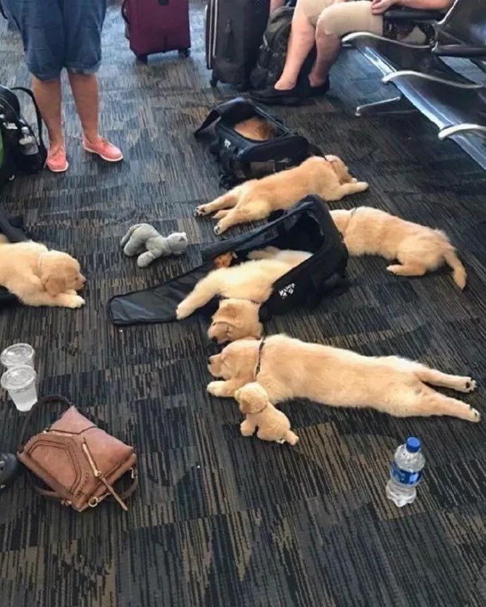 航班延误，一群旅客竟然躺在地上睡觉，这也太过分…萌了吧！