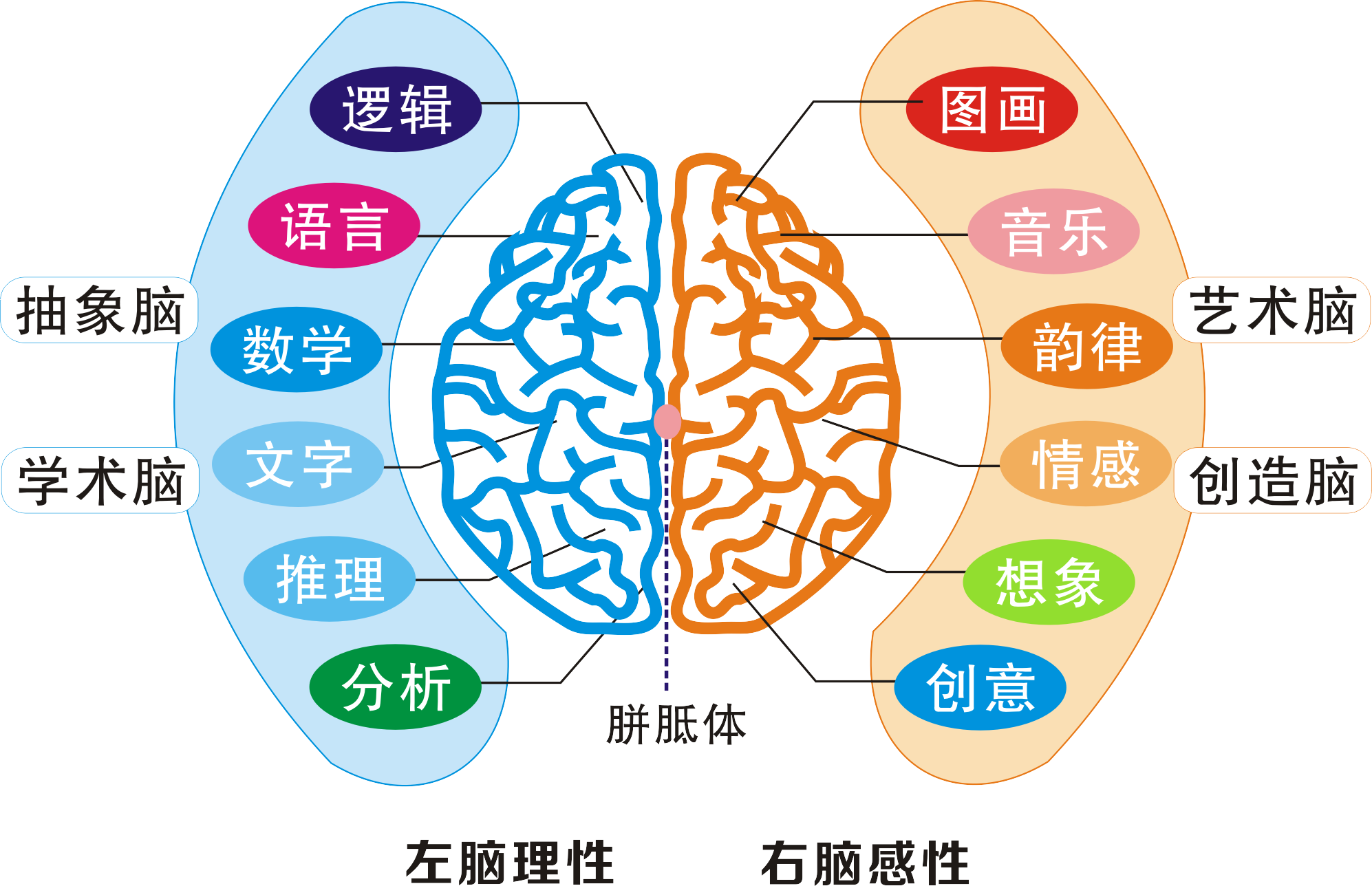 图5-1-65 大脑内侧面(示边缘系统)-基础医学-医学