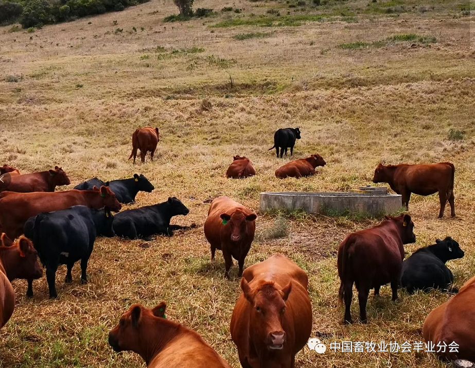 2019年中国畜牧业协会南非牛业产业考察报告