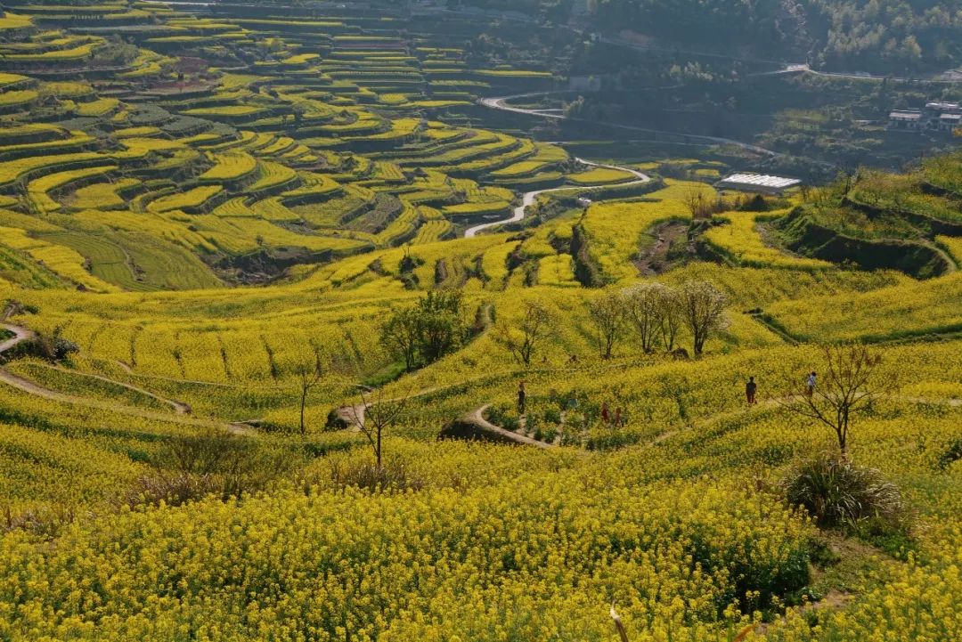 【经典】灿烂の黄|赏覆卮山千年梯田油菜花,攀第四纪冰川遗迹石浪群(3